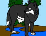 Coloring page Wolf painted bylonely wolf