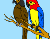 Coloring page Parrots painted byTiger Tails