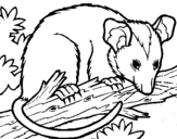 Coloring page Possum painted byyuan