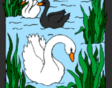 Coloring page Swans painted byWyatt