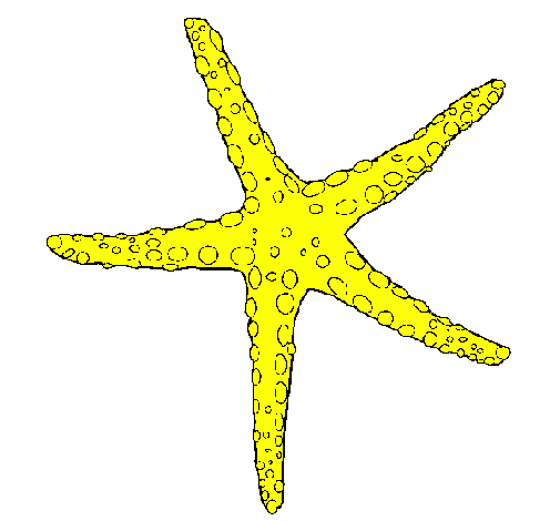 Little starfish