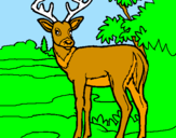 Coloring page Young deer painted byMarga