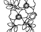 Coloring page Poppies painted byamapola