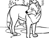 Coloring page Wolf painted byHUDSON