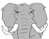 Coloring page African elephant painted bylupita  tengo  15  años