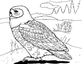 Coloring page Snowy owl painted byyuan