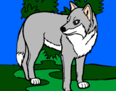 Coloring page Wolf painted bylucky189