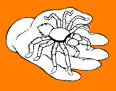 Coloring page Tarantula painted byme