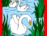 Coloring page Swans painted byamy