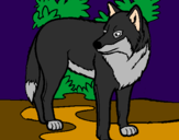 Coloring page Wolf painted byRider Master