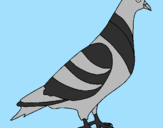 Coloring page Turtledove painted byMarga