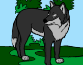 Coloring page Wolf painted byKayla