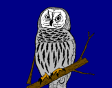 Coloring page Striped owl painted byLinda