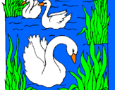 Coloring page Swans painted bycigni di ROBERTA