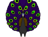 Coloring page Peacock painted byTiger Tails