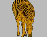 Coloring page Zebra painted byMarga