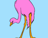 Coloring page Ostrich painted byDennisse