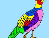 Coloring page Pheasant painted byMarga