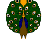 Coloring page Peacock painted byCHACHARIN