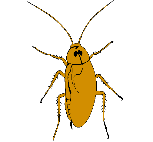 Large cockroach