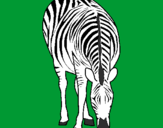 Coloring page Zebra painted byfernanda      campos