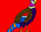 Coloring page Pheasant painted byIratxe