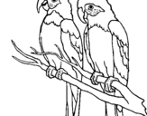 Coloring page Parrots painted byyuan
