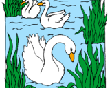 Coloring page Swans painted byanna