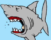 Coloring page Shark painted bytiffany