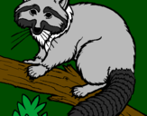 Coloring page Raccoon painted byDucky The Duck