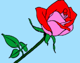 Coloring page Rose painted bypom-pom,flufy,