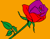 Coloring page Rose painted bykatie    kregr