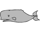 Coloring page Blue whale painted byguarda  diujo