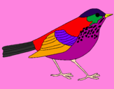 Coloring page Thrush painted byhanza