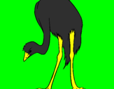 Coloring page Ostrich painted byL.J.