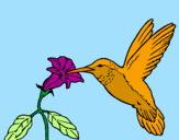 Coloring page Hummingbird and flower painted byeduard