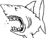 Coloring page Shark painted byTOBY