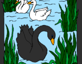 Coloring page Swans painted byShiane