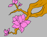 Coloring page Almond flower painted by:]