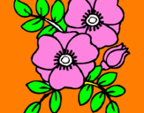 Coloring page Poppies painted byjhkjhjkh