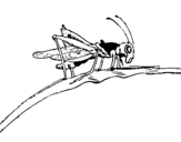 Coloring page Grasshopper on branch painted bygrasshopper