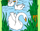 Coloring page Swans painted bysydney