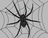 Coloring page Spider painted bybrad