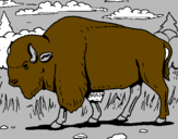 Coloring page Buffalo painted bykevin