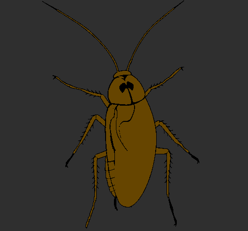 Large cockroach