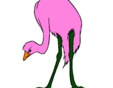 Coloring page Ostrich painted bymaximo