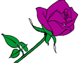 Coloring page Rose painted byrosa