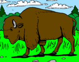 Coloring page Buffalo painted byDucky The Duck