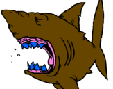 Coloring page Shark painted bynicolette