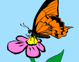 Coloring page Butterfly on flower painted byStephanie
